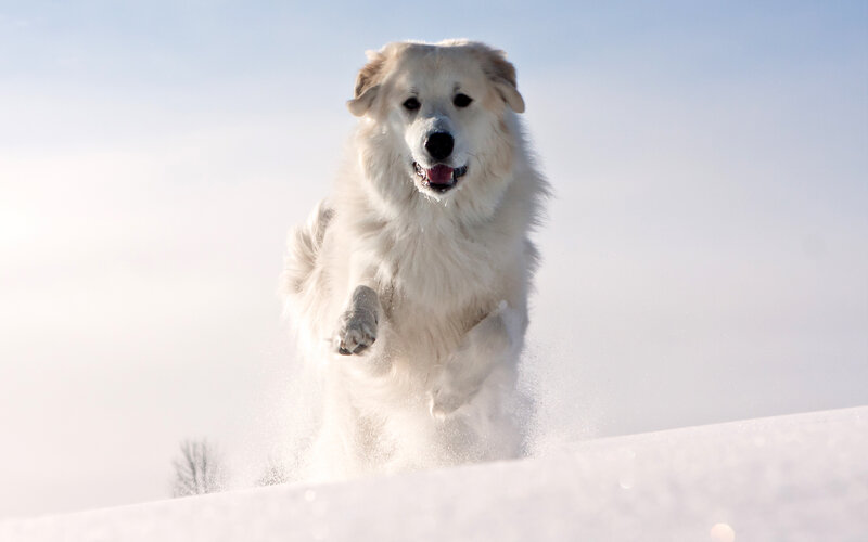White Dog Running in Snow — Active, Winter