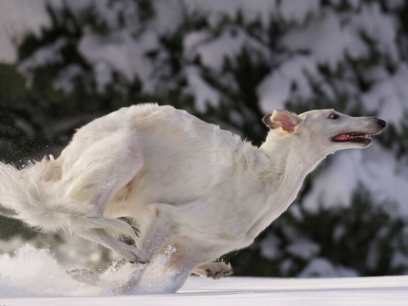White Dog Running in Snow — Dynamic