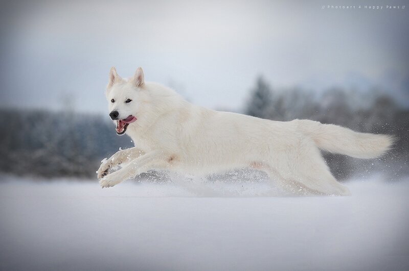 White Dog Running in Snow — Dynamic, Winter