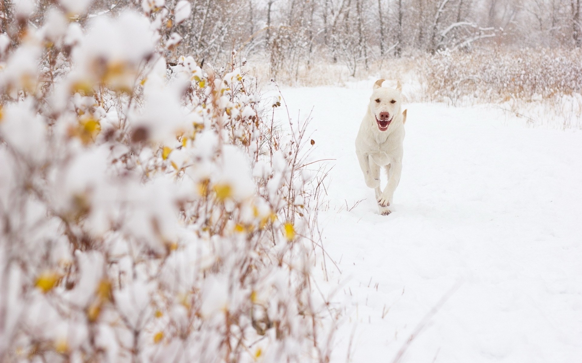White dog running in snow