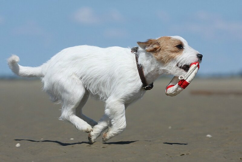 White Dog Running on Beach — Active