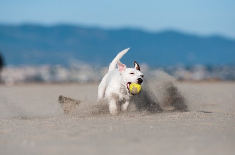 White Dog Running on Beach