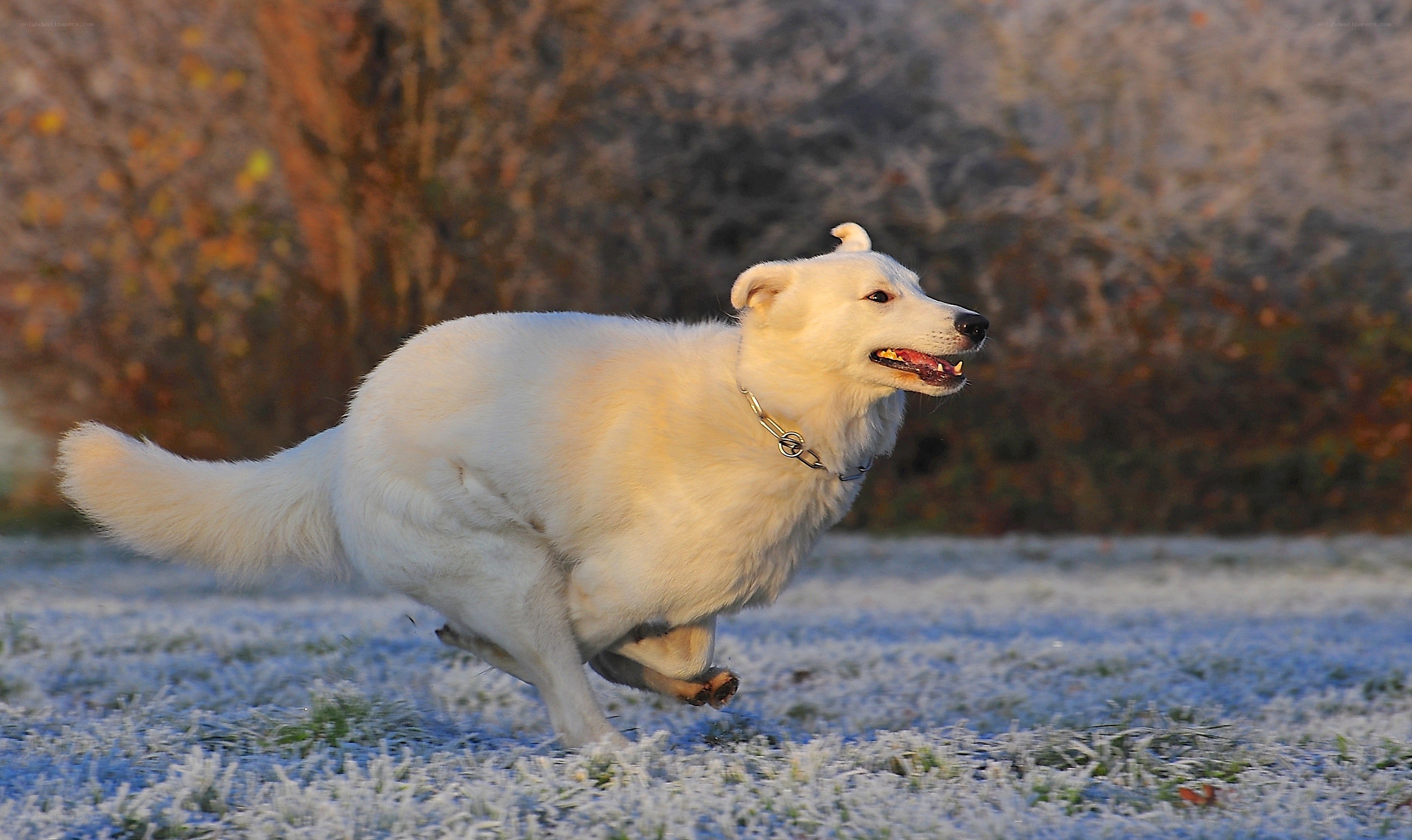 White dog running on frosty grass