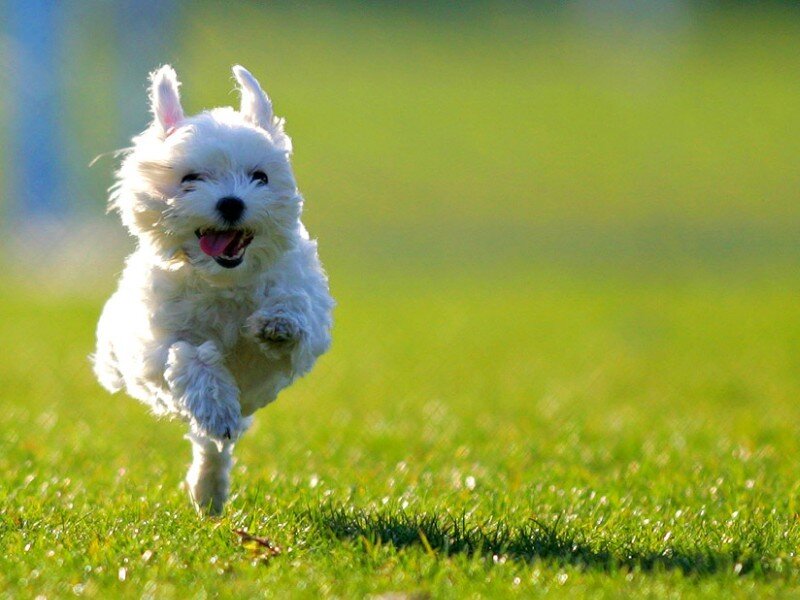 white dog running on grass