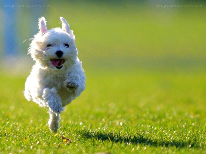 white dog running on grass