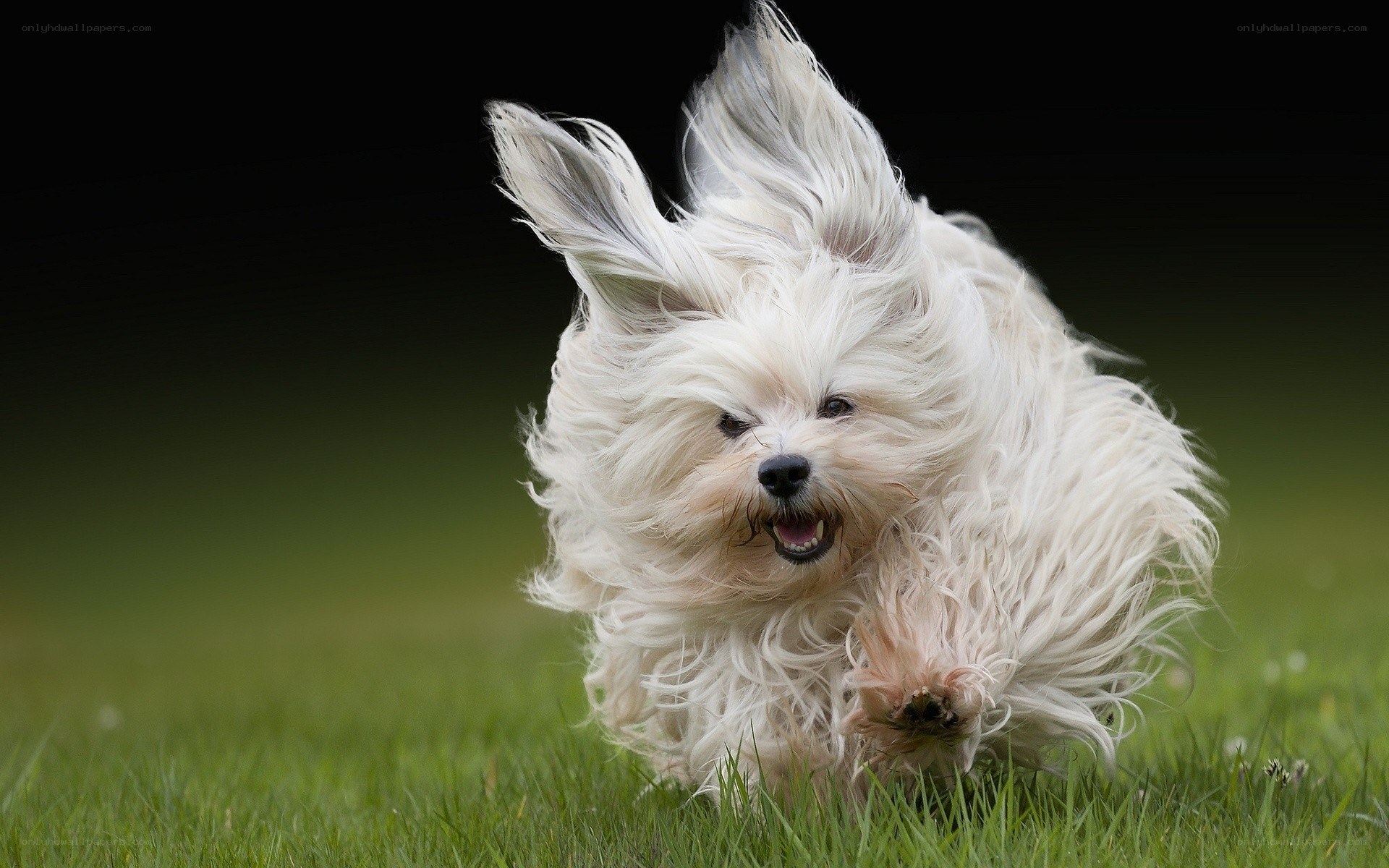 White dog running on grass