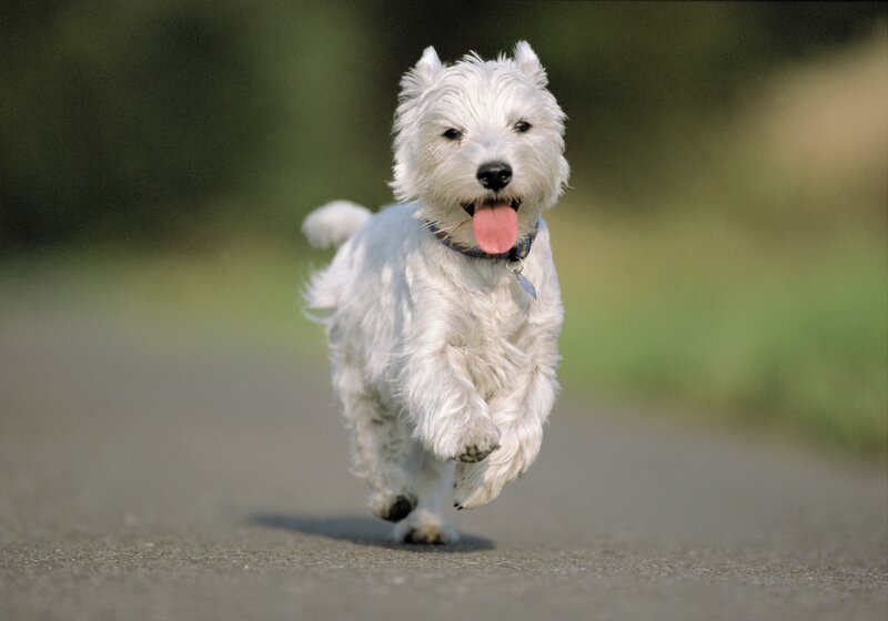 White dog running on path