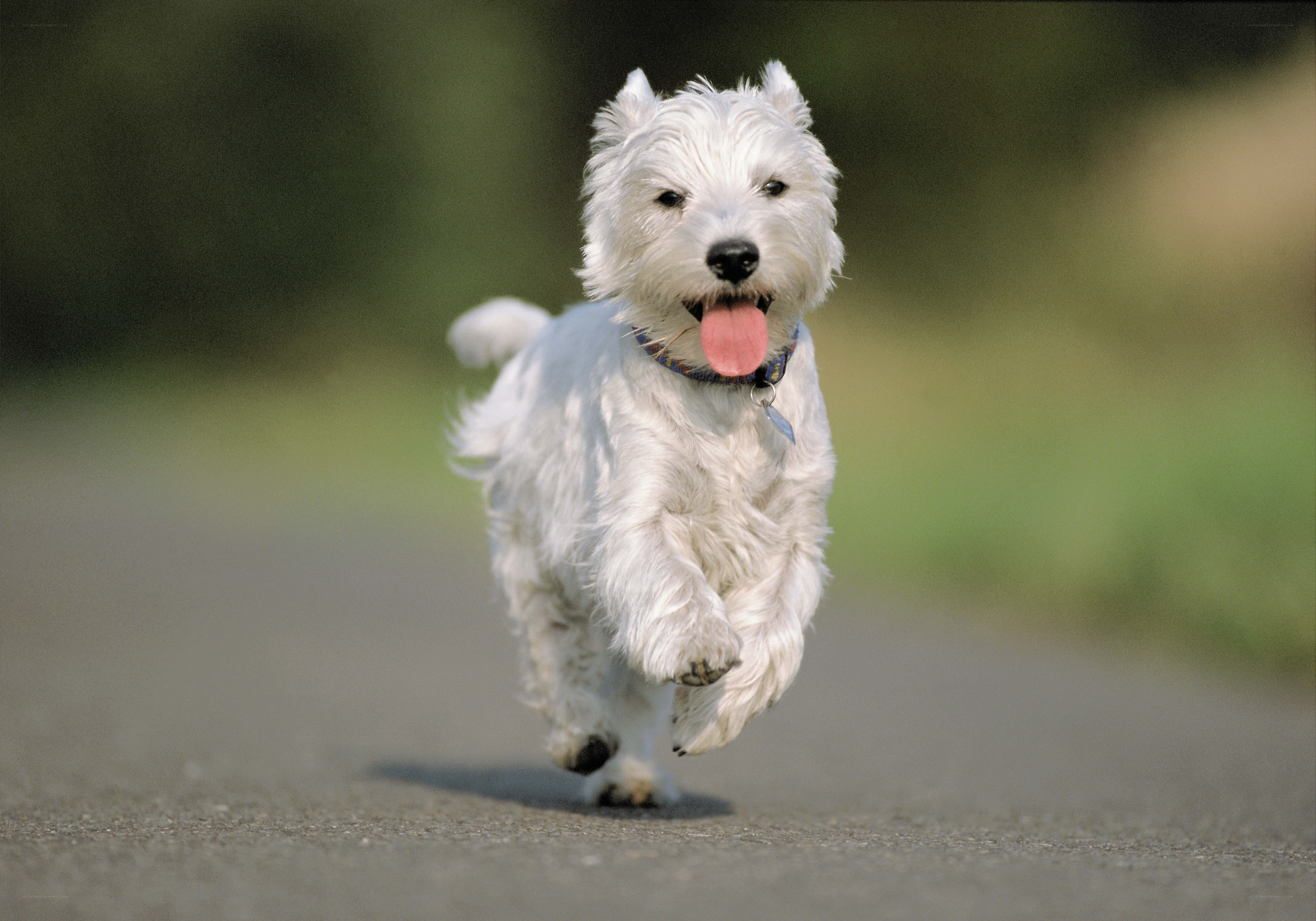 White dog running on path
