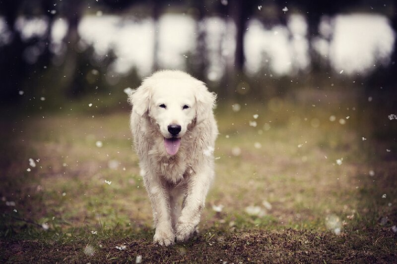 White Dog Running — Playful