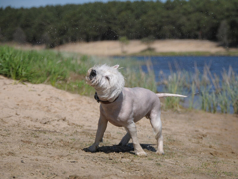 White Dog Shaking Head