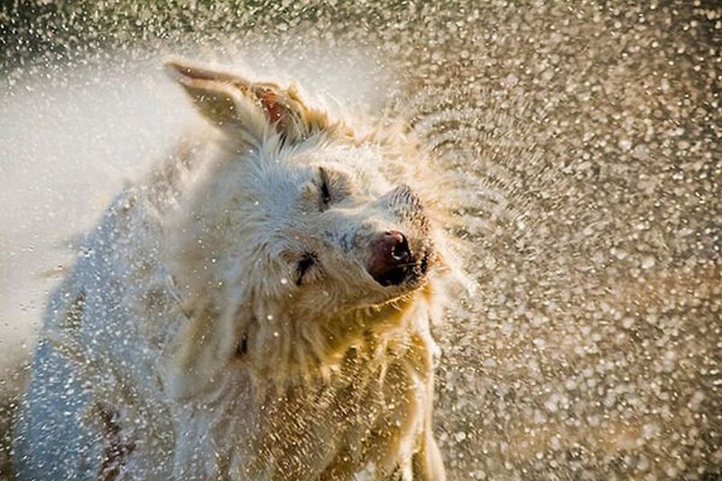 White Dog Shaking Water