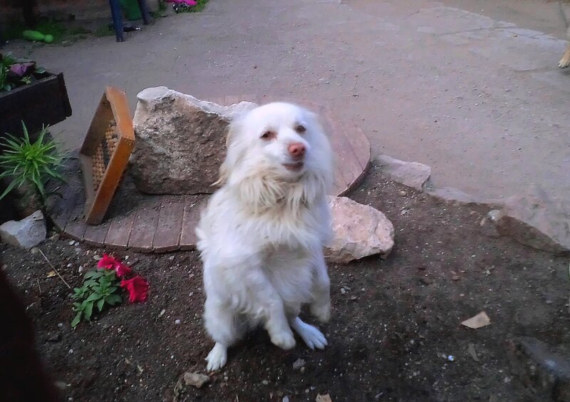 White Dog Sitting — Calm, Sunset