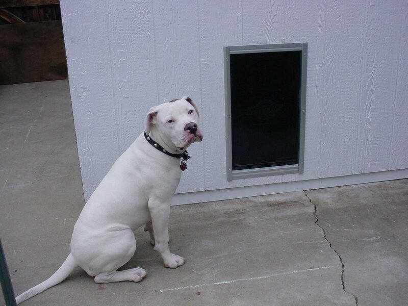 White Dog Sitting — Calm