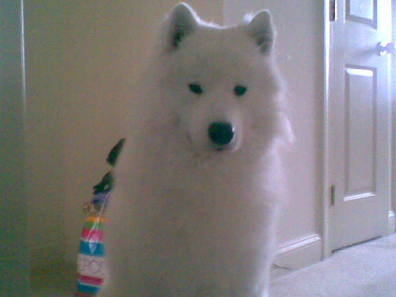 white dog sitting indoors