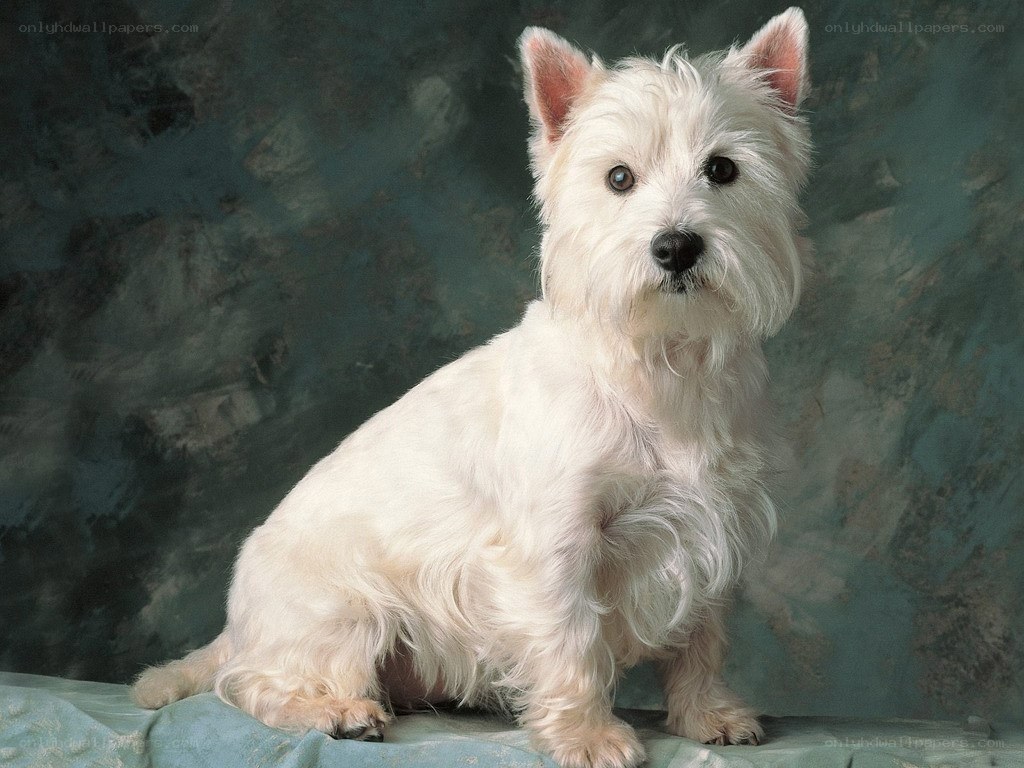 white dog sitting on blue surface