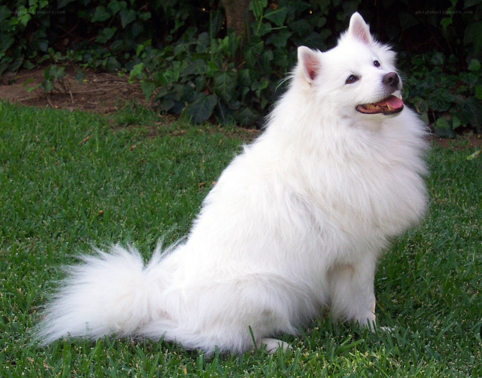 white dog sitting on grass