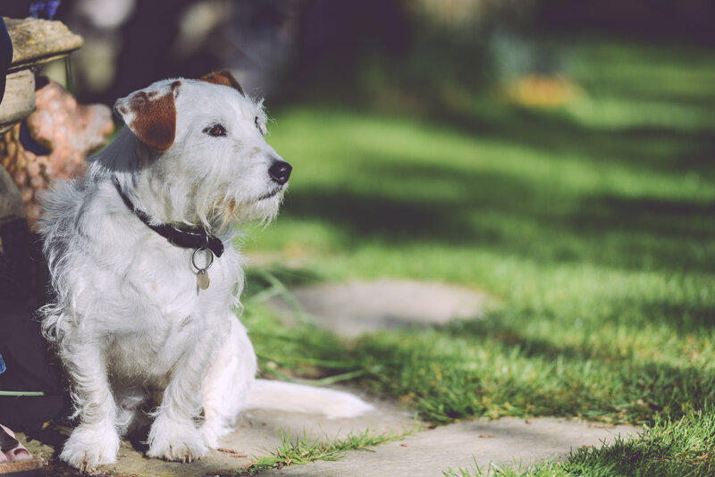 white dog sitting on path