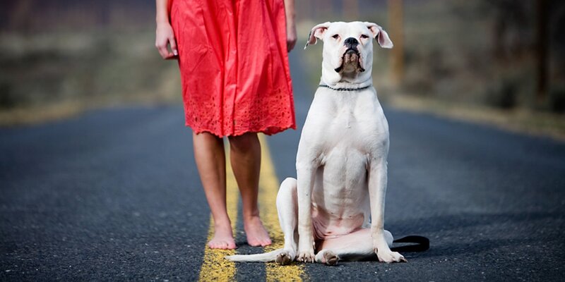 White Dog Sitting on Road