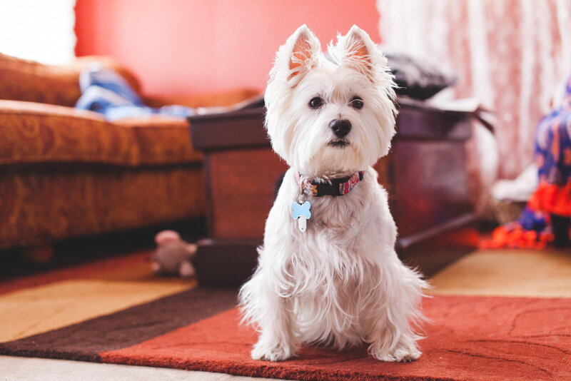 White Dog Sitting on Rug — Calm