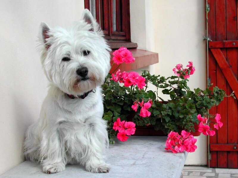 White Dog Sitting