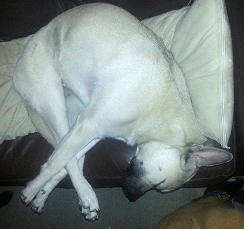 White Dog Sleeping — Calm, Night