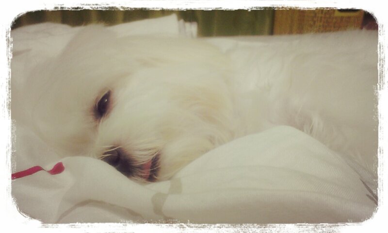 White Dog Sleeping — Calm, Photograph