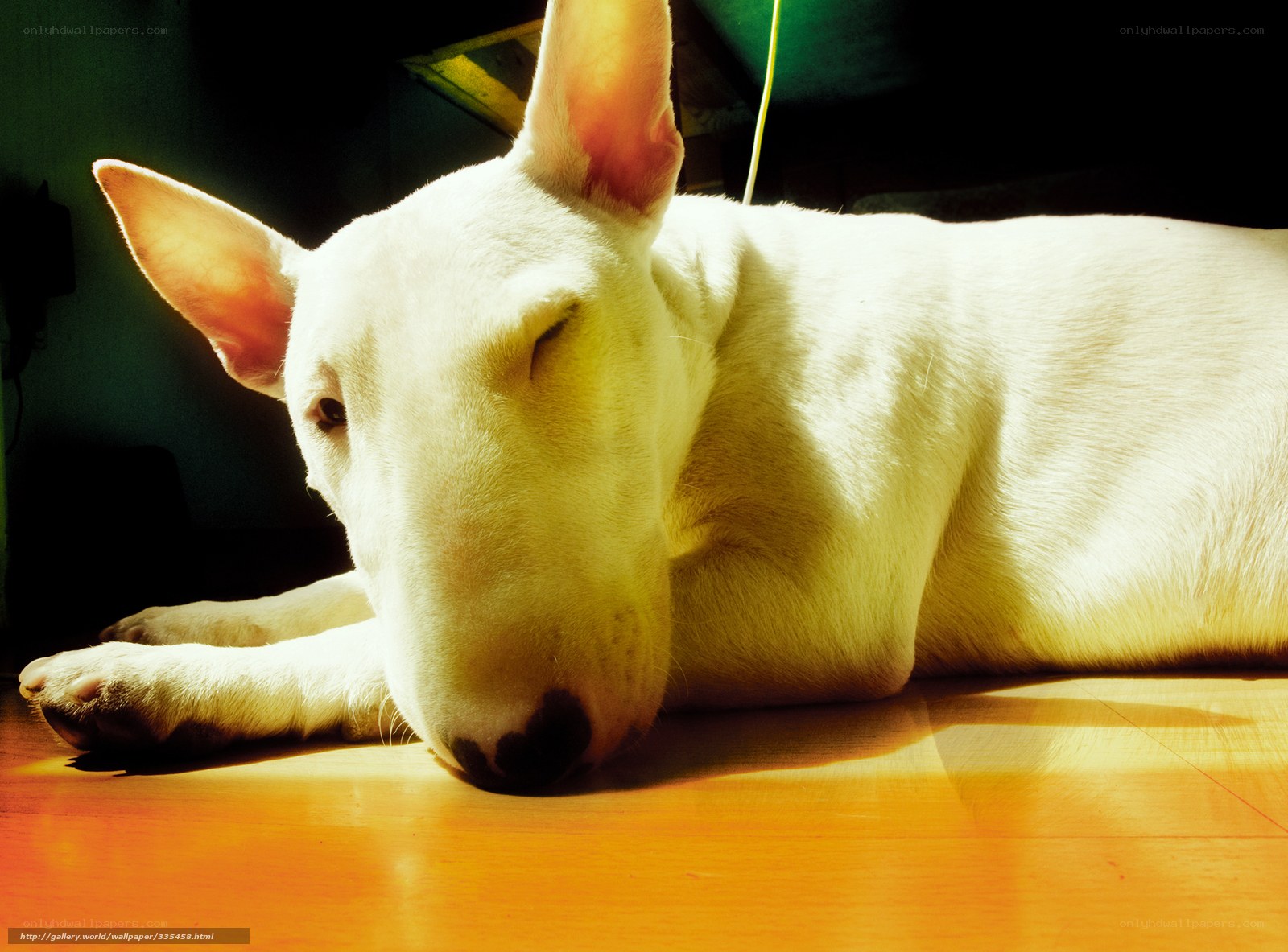 White dog sleeping in sunlight