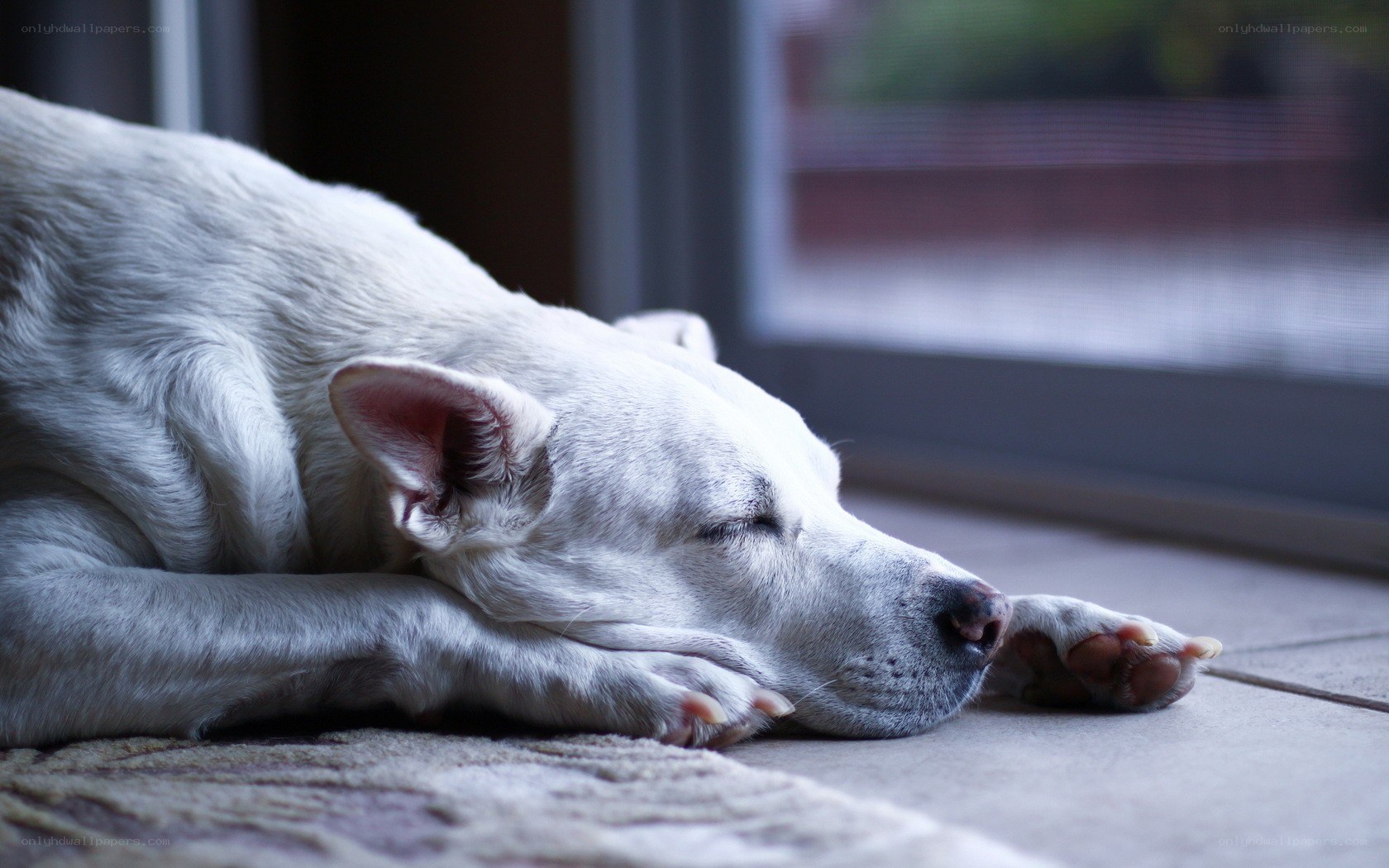 White dog sleeping on floor