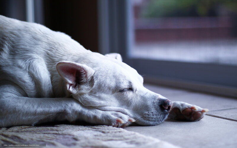 White dog sleeping on floor