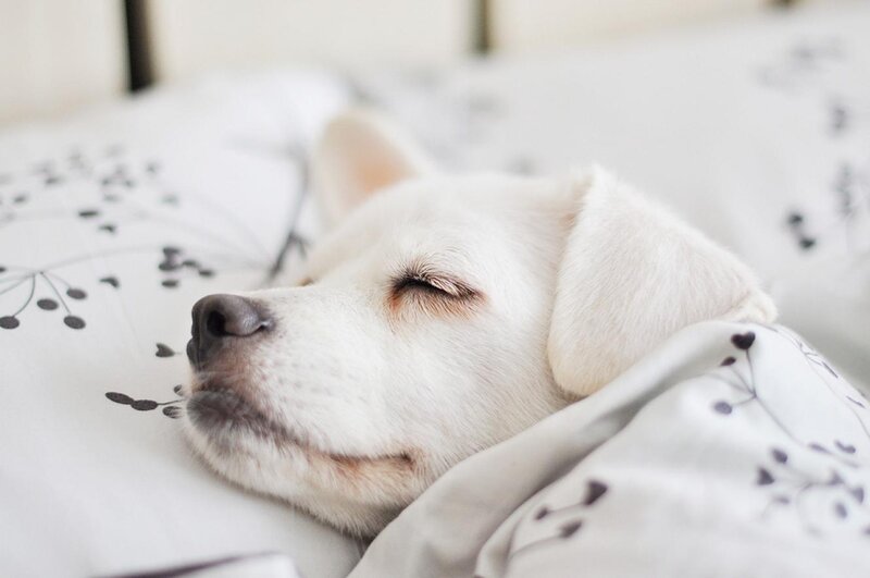 White Dog Sleeping — Peaceful