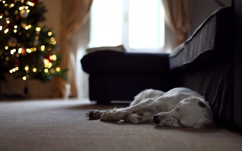 White Dog Sleeping — Peaceful, Winter