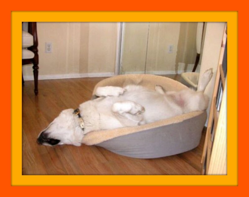 White Dog Sleeping — Relaxed