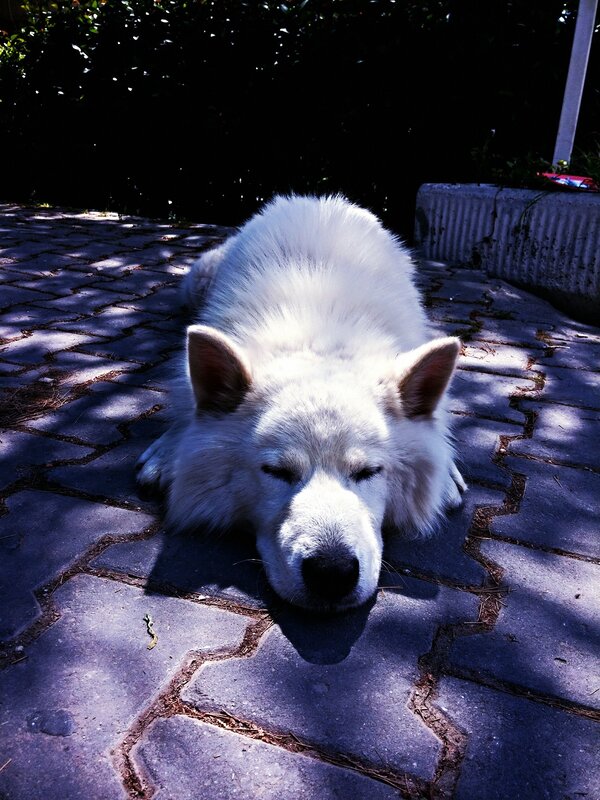 White Dog Sleeping — Serene