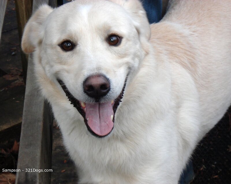 white dog smiling at camera