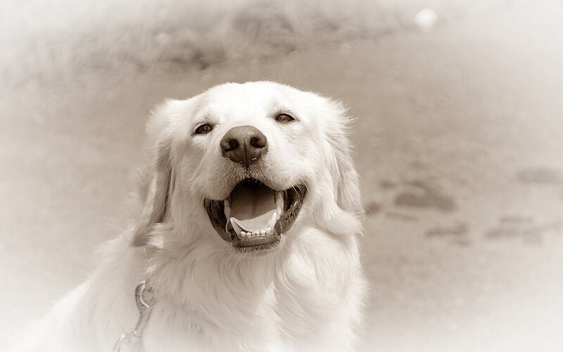 White Dog Smiling