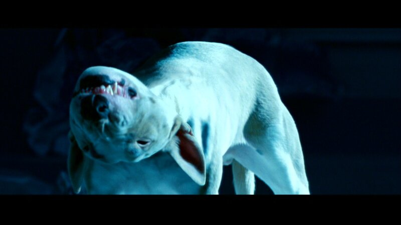 White Dog Snarling