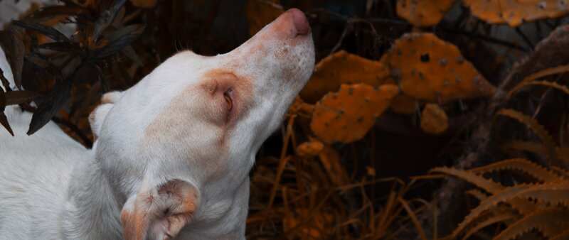 White Dog Sniffing Air