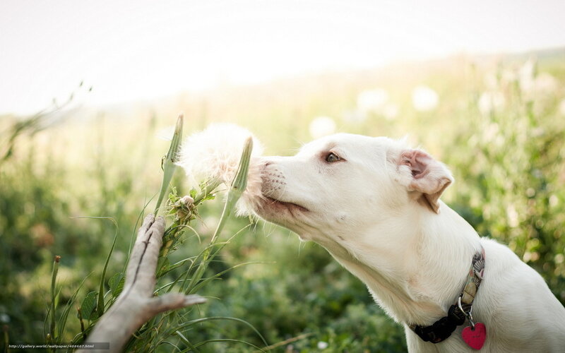 White Dog Sniffing Dandelion — Serene