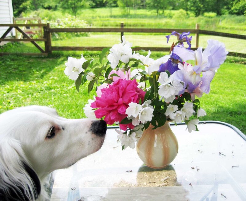White Dog Sniffing Flowers — Green