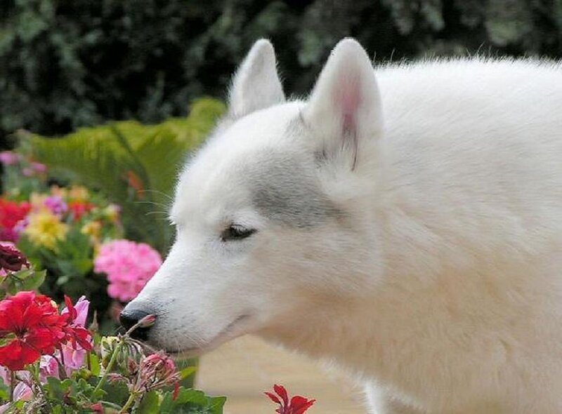 white dog sniffing flowers