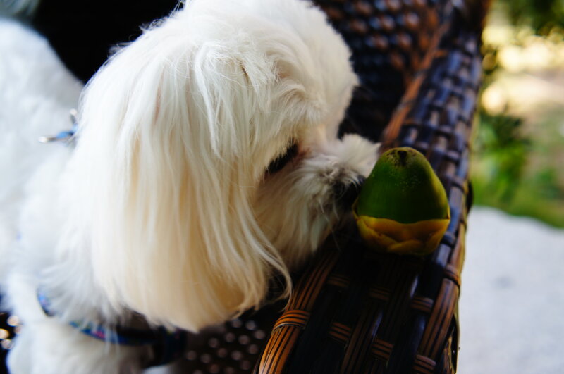 White Dog Sniffing Fruit