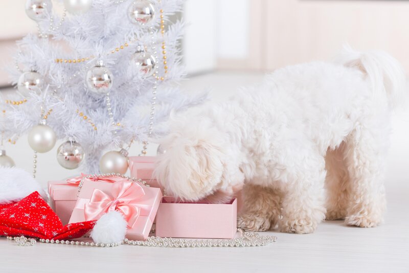 White Dog Sniffing Gift