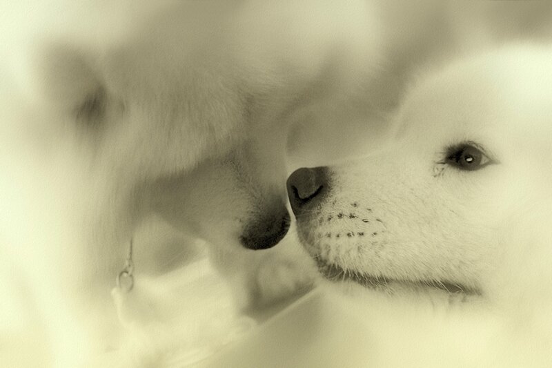 White Dog Snout Close-up