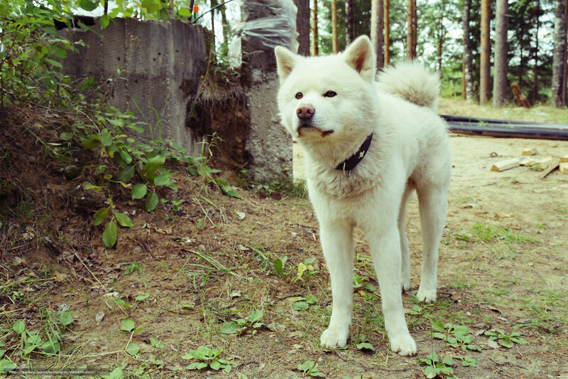White Dog Standing — Calm
