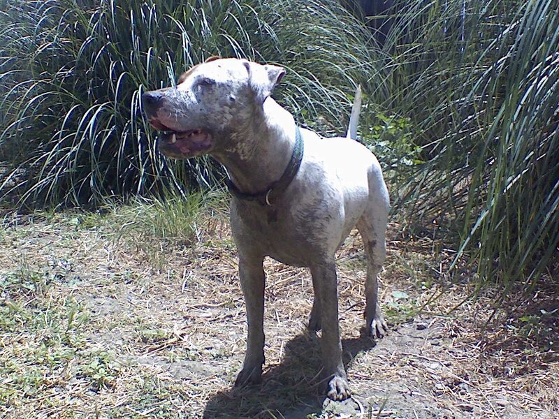 white dog standing in grass