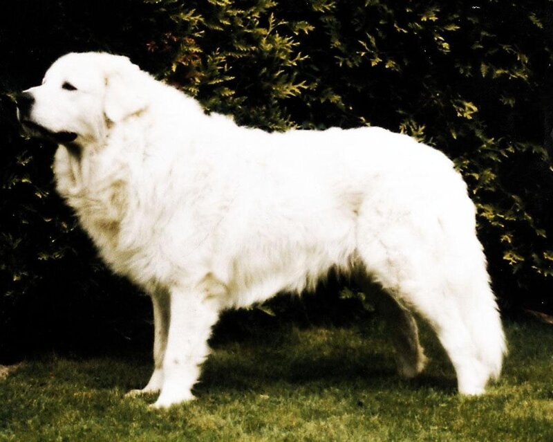 white dog standing on grass