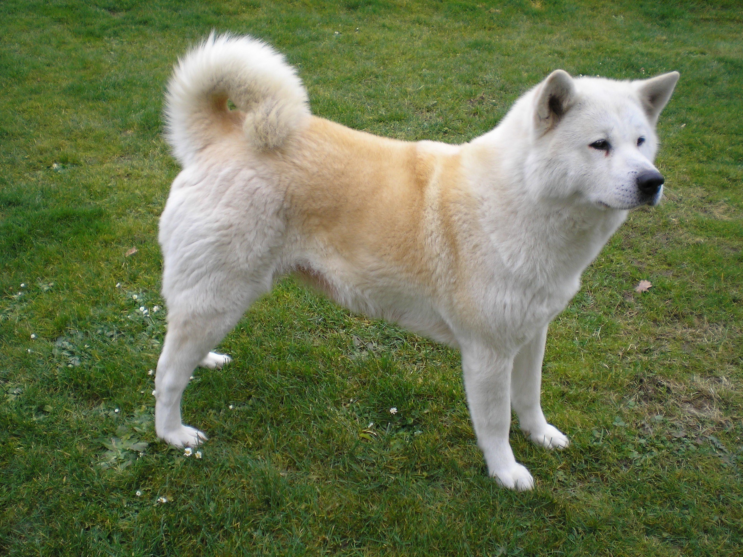white dog standing on grass