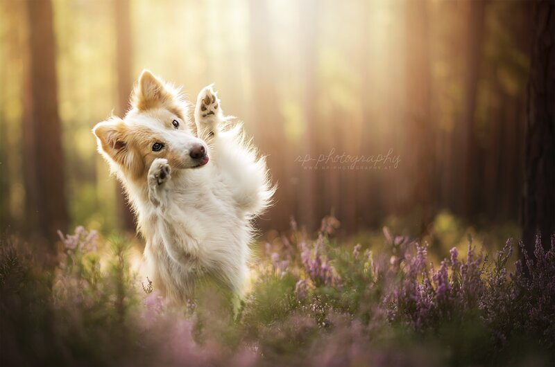 White Dog Standing on Hind Legs