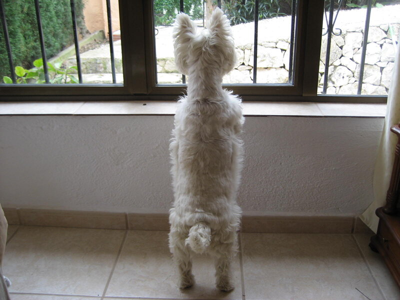 White Dog Standing
