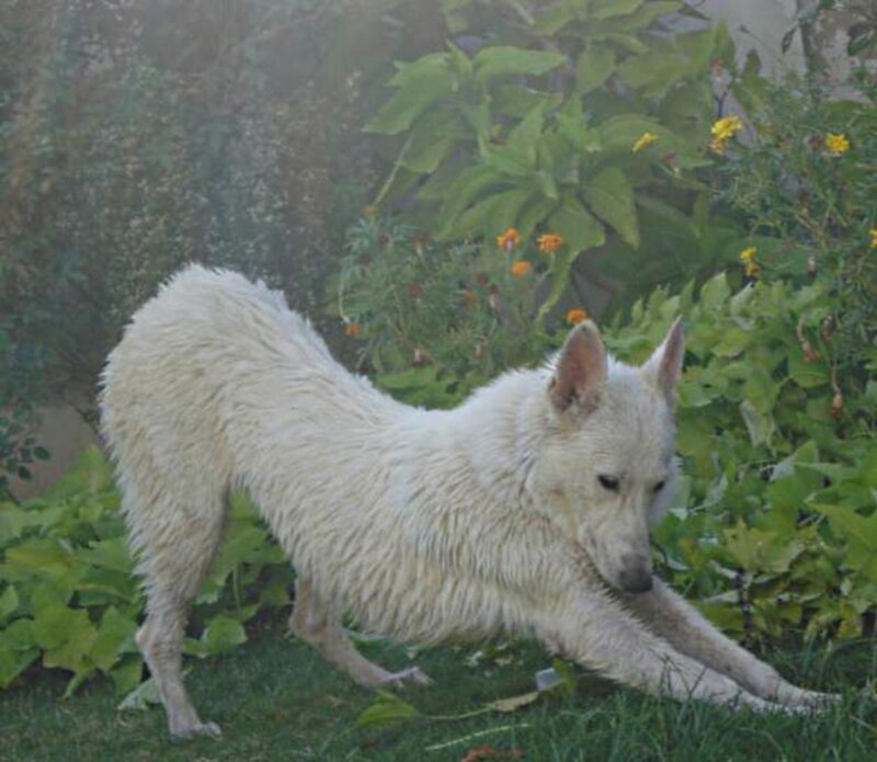 White Dog Stretching